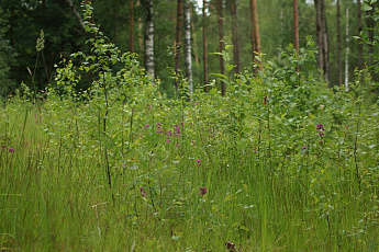 коттеджный поселок Карасаари во Всеволожскои районе коттеджный поселок Карасаари во Всеволожскои районе