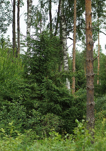 коттеджный поселок Карасаари во Всеволожскои районе коттеджный поселок Карасаари во Всеволожскои районе