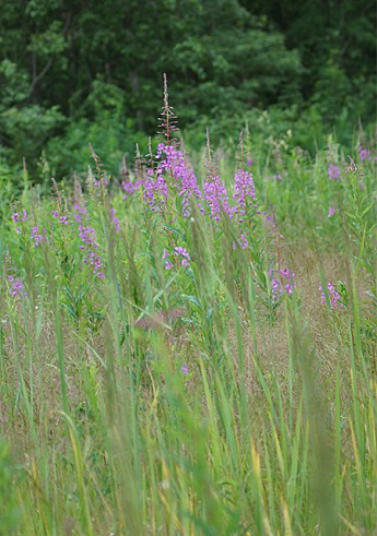 коттеджный поселок Карасаари во Всеволожскои районе коттеджный поселок Карасаари во Всеволожскои районе