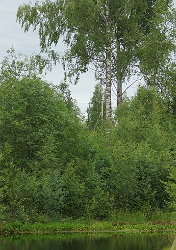 коттеджный поселок Карасаари во Всеволожскои районе коттеджный поселок Карасаари во Всеволожскои районе