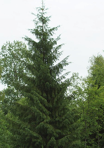 коттеджный поселок Карасаари во Всеволожскои районе коттеджный поселок Карасаари во Всеволожскои районе